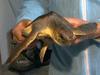Zdravljenje želve karete, najdene v Piranskem zalivu