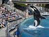 Konec spornega programa v ameriškem tematskem parku - vzreje kitov ubijalcev
