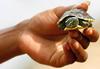 Sirska prebežnica na 3.000 km dolgo pot vzela tudi svojo želvo