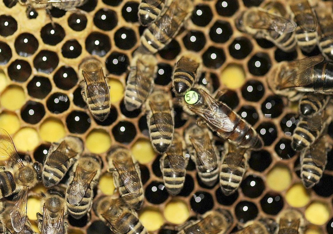 Čebele. Foto: BoBo