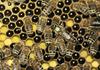Veterinarji: Le petina čebelarjev kupila preverjena zdravila