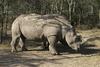 Nosorogi zaradi divjih lovcev še vedno zelo ogrožena vrsta