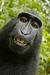 Primer opičjega selfija: Žival ne more biti lastnica svojih fotografij