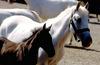 Kobilarna Lipica hiti s postopki za vpis na Unescov seznam