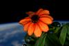 Na Mednarodni vesoljski postaji prvič zacvetela roža