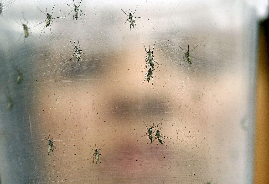 Preventivna akcija je namenjena predvsem zmanjševanju možnosti za razmnoževanje komarja. Foto: AP