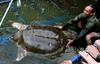 Vietnam: Smrt mitske želve velikanke kot zlovešče znamenje za partijo