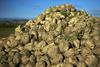 So bila pričakovanja o vnovičnem zagonu pridelovanja sladkorne pese v Ormožu preuranjena? 