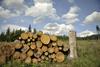 Slovenski državni gozdovi ves les prodali na domačem trgu