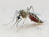 V ZDA primer okužbe z virusom Zika prek spolnih odnosov