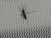 V Franciji poročajo o primeru prenosa Zike s spolnim odnosom