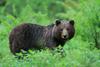 Video: Od kočevskega medveda do mežiškega Perkmandeljca