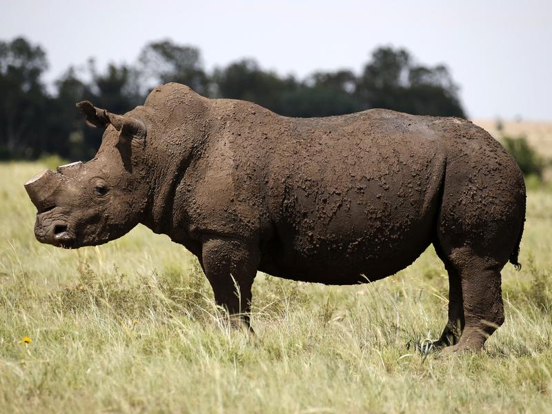 Nosorogi so zaradi divjega lova postali ena izmed najbolj ogroženih živalskih vrst. Foto: Reuters