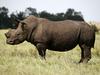 Foto: Nosorogovi rogovi pripadajo le - nosorogom