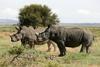 Slovenska pomoč afriškim nosorogom: največja težava še vedno krivolov