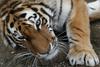 Sibirska tigrica v živalskem vrtu pokončala oskrbnico 
