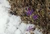Foto: Veliko planino prekrila preproga cvetočih žafranov