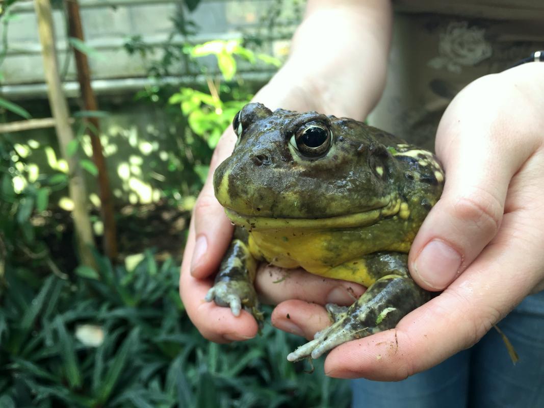 Ogledate si lahko največjo vrsto žabe, ki pa še ni dosegla prave velikosti. Foto: MMCRTVSLO/Mojca Prosenc Foto: 