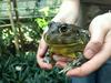 Botanični vrt so znova obiskale žabe