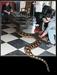 Malezijci našli najdaljšo kačo na svetu