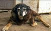 V Avstraliji umrl domnevno najstarejši pes na svetu