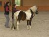 Terapevtski konji so potrpežljivi in prizanesljivi učitelji