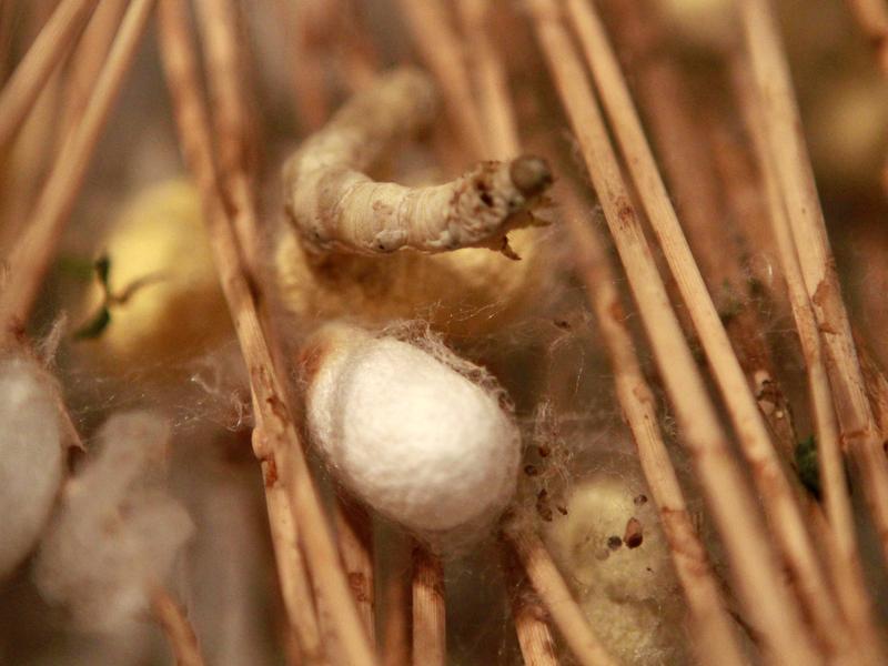 Gosenice sviloprejke se zabubijo v kokone iz svile, ki jih spretni svilarji pretvorijo v dragoceno tkanino. Foto: Reuters