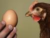 Domača kokoš na leto znese približno 230 jajc