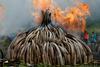 Foto: Kenija bo zažgala za 150 milijonov dolarjev slonovine