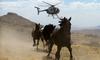 Avstralske oblasti načrtujejo množičen odstrel divjih konj