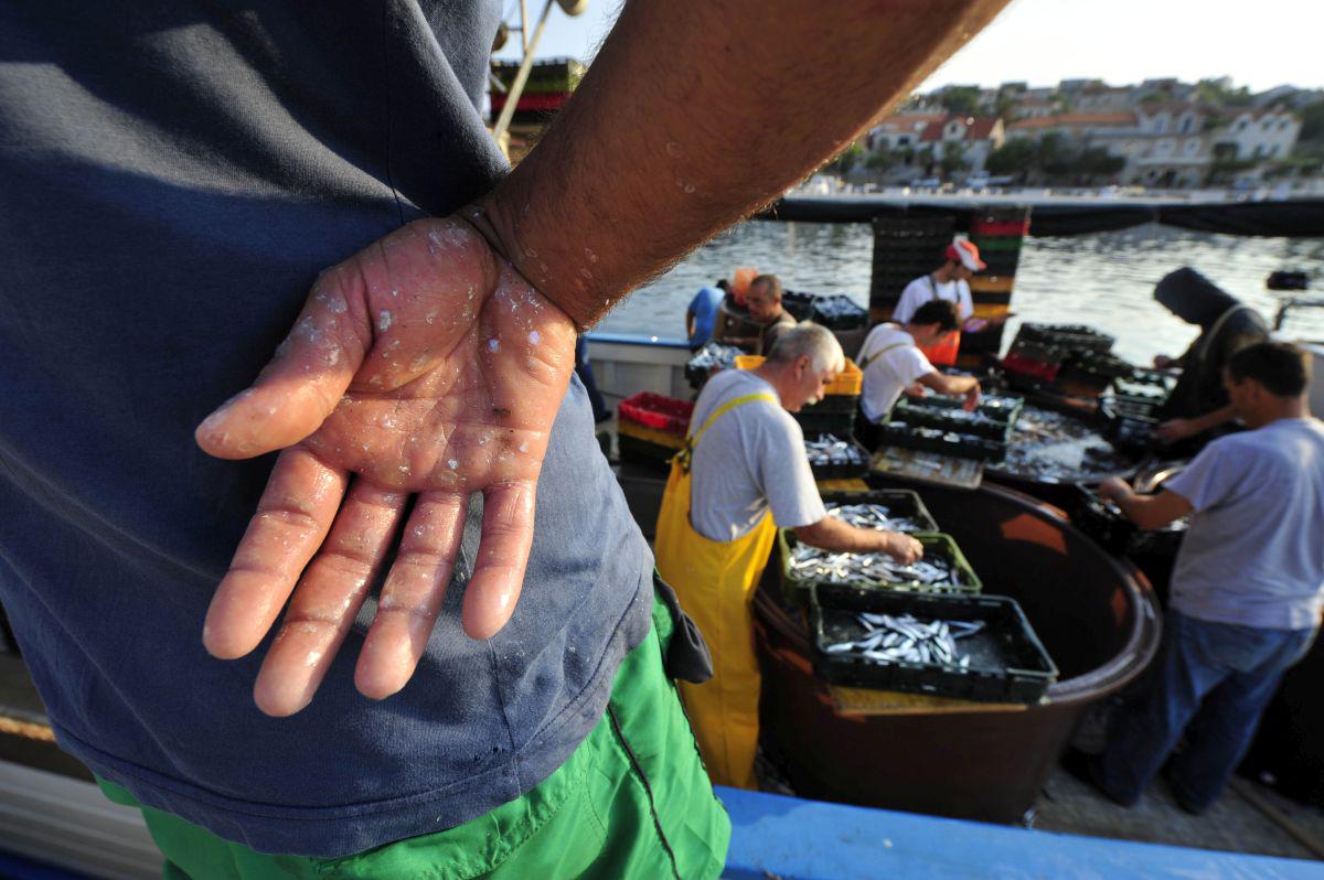 Najslabše stanje v Sredozemlju je s plavimi ribami, zlasti s sardelami in sardoni. Foto: BoBo