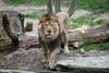 Čile: V živalskem vrtu ubili dva leva, da bi preprečili samomor