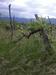 Foto: Ukrajinski Agroind v stečaj; neobdelanih 300 hektarjev vinogradov