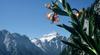 Slovenija danes v Bohinju na Mednarodnem festivalu alpskega cvetja