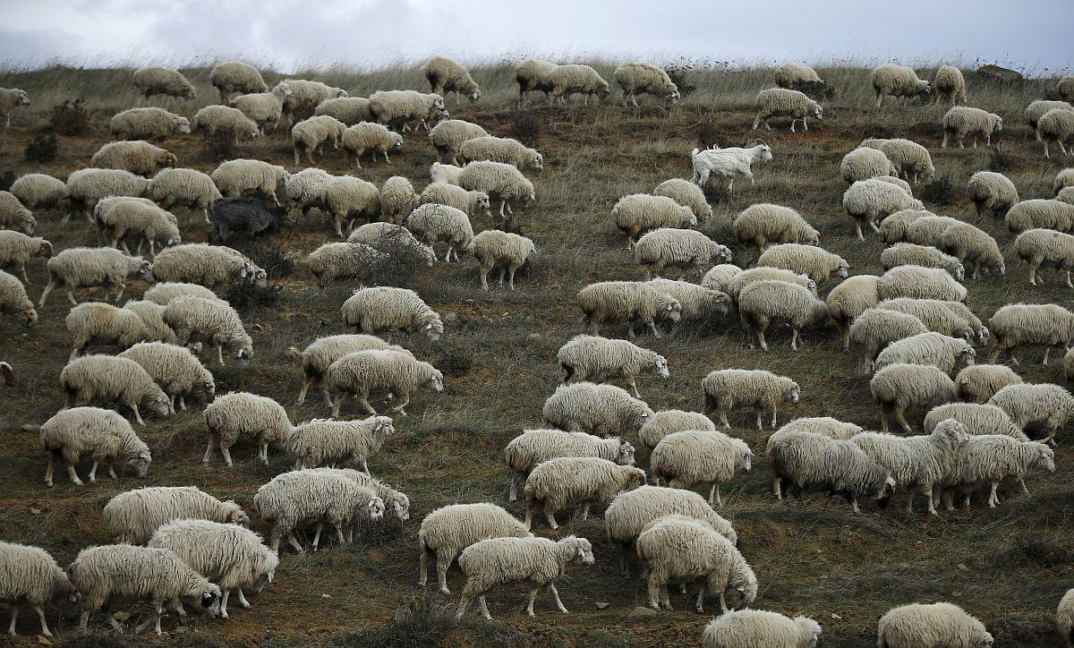 Medvedje se radi spravijo nad ovce, električna ograja in pastirski psi so nujen ukrep. Foto: Reuters