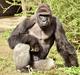 ZDA: Po padcu malčka v ogrado živalski vrt prisiljen ubiti gorilo