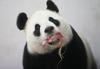 Foto: Čudežno rojstvo malega pande