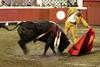 Upornik med matadorji odšel, kot je živel - v bikoborskem ringu