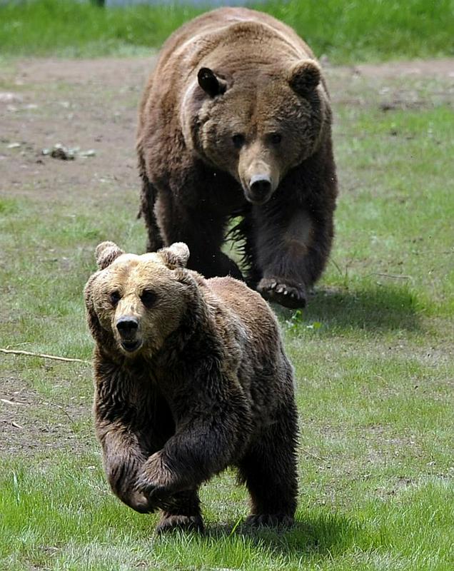 Lovci, ki so bili na pogonu druge divjadi, so presenetili medvedko z dvema mladičema, starima okoli leto dni. (Fotografija je simbolična.) Foto: Reuters
