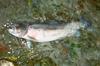 Pogin rib v Nanoščici, domnevno zaradi onesnaženja s fekalijami