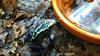 Žabe podrevnice: male, pisane in strupene