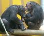 Foto: Mlada ljubljanska šimpanzja družinica z dojenčico Leono končno na ogled