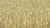 V Vipavski dolini so že poželi prva polja pšenice.