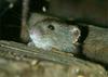 Letos že več kot 200 obolelih za mišjo mrzlico 