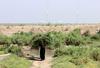 Iraška mokrišča, ki so prestala vse poskuse uničenja, odslej na Unescovem seznamu