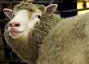 Kloni najbolj znane klonirane ovce Dolly zdravi in živahni