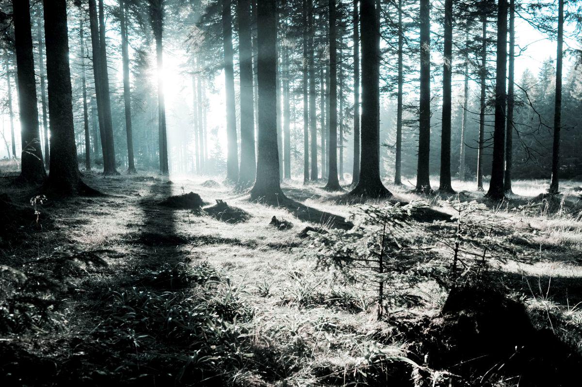 Ne glede na hitenje in prizadevanja vodstva družbe Slovenski državni gozdovi, da se prek javnih razpisov čim prej vzpostavi sekanje in spravilo lesa, je  obseg teh del v državnih gozdovih  še skromen, razdrobljen  in omejen  zgolj na sanitarne sečnje. Foto: BoBo
