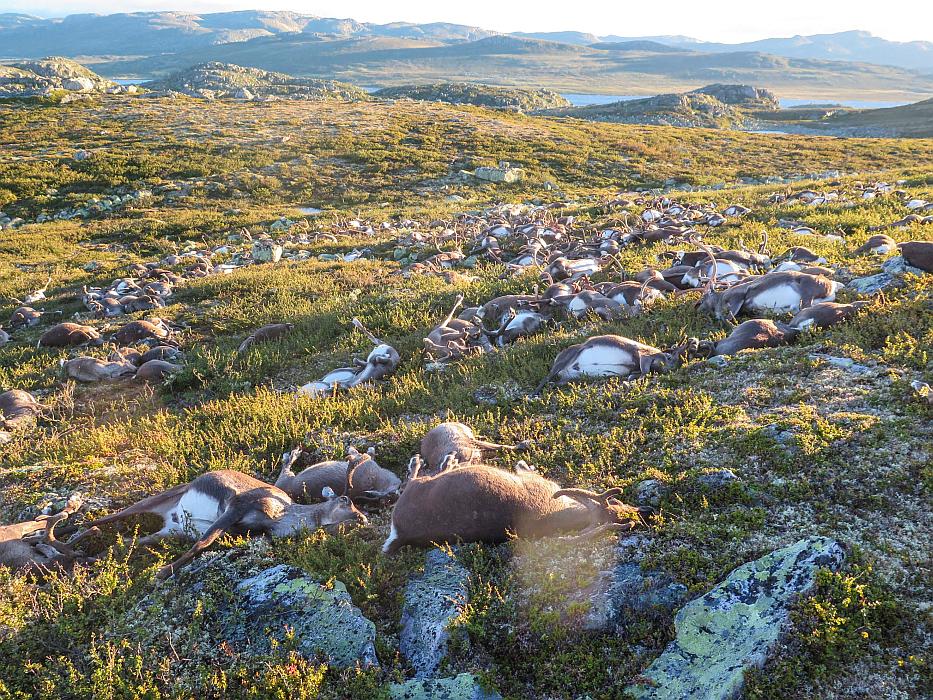 Do največjega pomora severnih jelenov je prišlo na odročnem območju Hardangerviddeja. Foto: Reuters