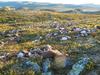 Norveška: Strela pokončala čredo 323 severnih jelenov