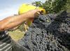 Sodišče Agroindu dovolilo odkup grozdja. Za kilogram bodo plačali 0,36 oz. 0,44 evra